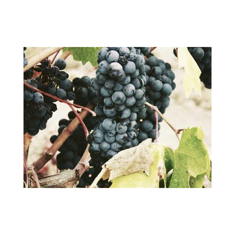 Aerodynamic Aluminum Watch fr-FR